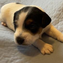 Olive - White and black Russell Terrier puppy in Hayward, Wisconsin from Acorn Ridge Jack Russell Terriers