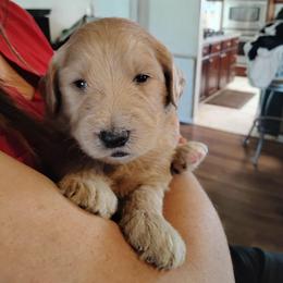Rover - Caramel ice male Labradoodle puppy in Apache Junction, Arizona from Loving Doodle