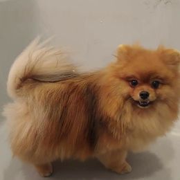 Pomeranian and Pomsky Puppies from Stonehill Breeders