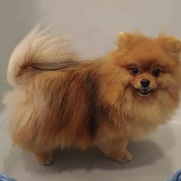 Pomeranian and Pomsky Puppies from Stonehill Breeders