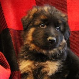 Girl 1 - German Shepherd puppy in Washington from Ampid German Shepherds