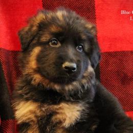 Girl 1 - German Shepherd puppy in Washington from Ampid German Shepherds