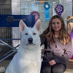 Walker - Berger Blanc Suisse