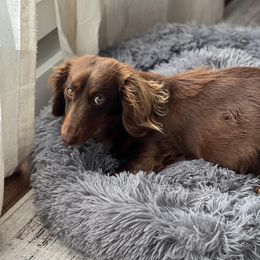 Mocha - Dachshund