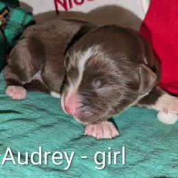 Audrey - Red female Aussiedoodle puppy in Pamplin, Virginia from Hope & Joy Acres