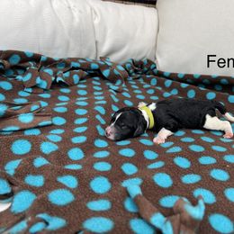 Double Doodle Puppies from Kirkham Doods