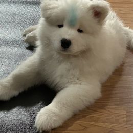 Samoyed Puppies from HaleStorm Samoyeds