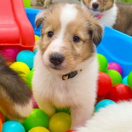 Clarabelle - White merle female Collie puppy in St Augustine, Florida from Saltwater Collies LLC