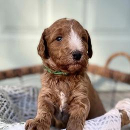 Goldendoodles from Reese River Goldendoodles