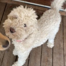 Snowball - Goldendoodle