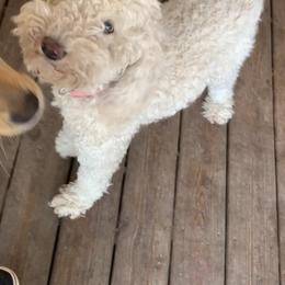 Snowball - Goldendoodle