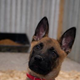 Male 2 stout and confident - Fawn sable male Belgian Malinois puppy in Dallas, Texas from RoyalHaus Malinois