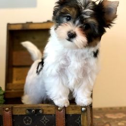Biewer Terrier and Yorkshire Terrier Puppies from Wisteria Yorkies