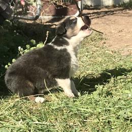 Australian Shepherd Puppies from Wild Souls Australian Shepherds