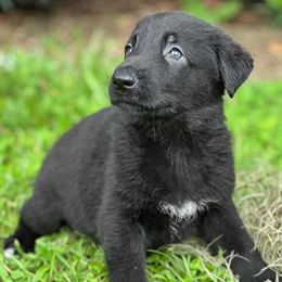 Coal Solid Black - Black male German Shepherd puppy in Ocala, Florida from Appleridge German Shepherds
