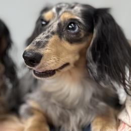 Panda - Dachshund