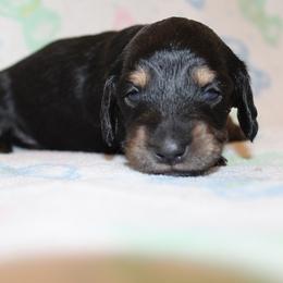 Boy 1 - Black and cream male Dachshund puppy in Craig, Colorado from Rocky Mountain Shih Tzus and Dry Creek Miniature Dachshunds