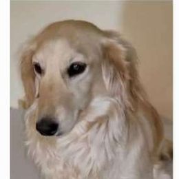 Abby Gale - Dachshund