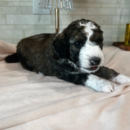 Mocha - Brown and white male Aussiedoodle puppy in Nottingham, Pennsylvania from Nottingham Aussiedoodles