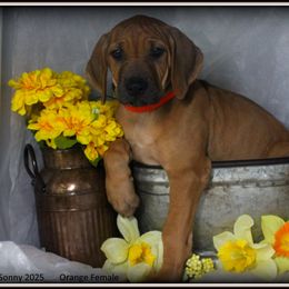 Orange Female - Rd whtn blk nose female Rhodesian Ridgeback puppy in Caldwell, Texas from Mardi Gras Rhodesian Ridgebacks