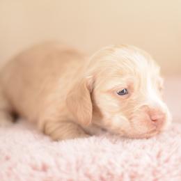 Mary -- FULL AKC Cream Silky - Cream female Dachshund puppy in Neosho, Missouri from A Walk In The Park