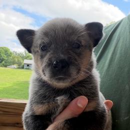 Lute - Blue female Australian Cattle Dog puppy in Devalls Bluff, Arkansas from Coolhand's Australian Cattle Dogs