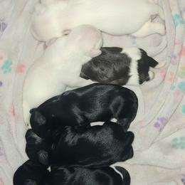 Miniature Schnauzer puppies from Kristy's French Bulldogs & Mini Schnauzers