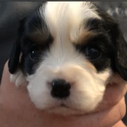 Mal-Shi and Shihpoo Puppies from 3 doodles’ littles