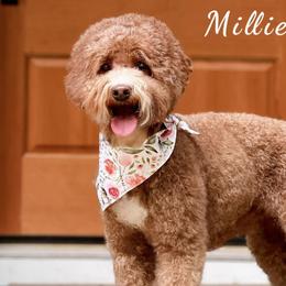 Millie - Australian Labradoodle
