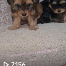 Biewer Terrier, Yorkipoo, and Yorkshire Terrier Puppies from Tiny Paws Luxury Pets