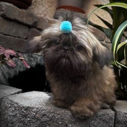 Shih Tzu Puppies from Southern California Shih Tzu Palace