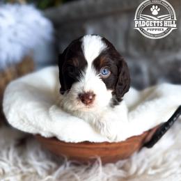 Teddy - Brown male Cavapoo puppy in Natural Bridge, Virginia from Padgetts Hill Puppies