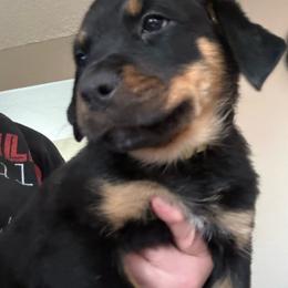 Yellow girl - Black and mahogany female Rottweiler puppy in Colorado Springs, Colorado from Von Locher Rotties