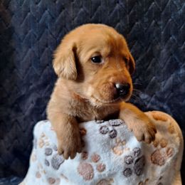 Sam - Yellow male Labrador Retriever puppy in Bemidji, Minnesota from Northern Star Elite Quality Labrador Retrievers