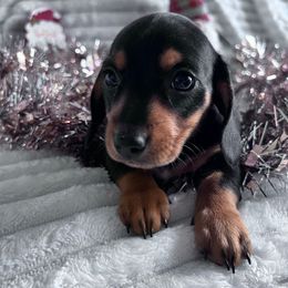 Ember - Black and tan female Dachshund puppy in Ocala, Florida from Weenie Boops