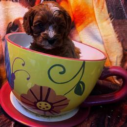 Ms Pink - Red female Cavapoo puppy in Maple Grove, Minnesota from Honey Bit Kennels