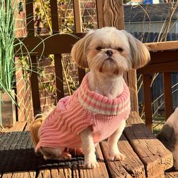 Tesla - Shih Tzu