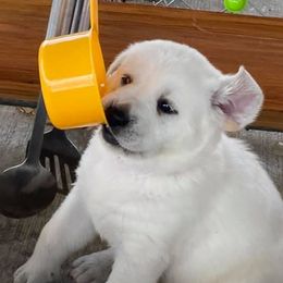 Labrador Retrievers from Kim Shaw's Labrador Retrievers