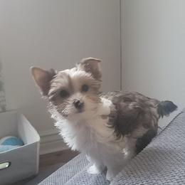 Gnocchi - Parti male Yorkshire Terrier puppy in Springville, Utah from Lundberg Yorkies