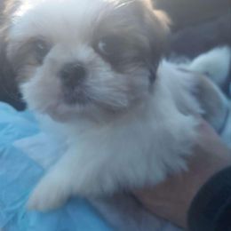 Shih Tzu Puppies from N.F.S.T Imperial ShihTzu Puppies.