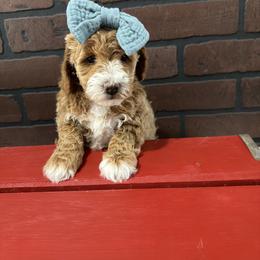 Cindy - Apricot female Goldendoodle puppy in Huntington, Utah from Krispydoodle