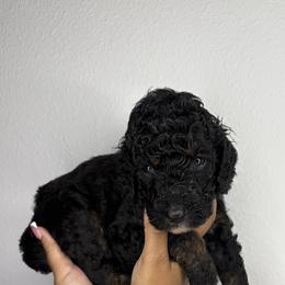 Poodle Puppies from Empire Poodles