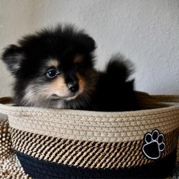 Boy 2 - Black and tan male Pomeranian puppy in Jamestown, California from Park Avenue Poms