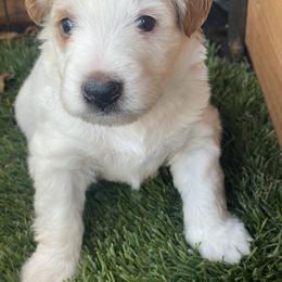 Snowman - Red phantom male Aussiedoodle puppy in Campbell, California from Mini AussieDoodle Puppies