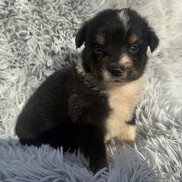 Drake - Black tri male Toy Australian Shepherd puppy in Ambrose, Georgia from Brandilyn's Aussies