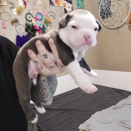 Boy 4 - Boston Terrier puppy in Superior, Arizona from BostonTerriersAZ