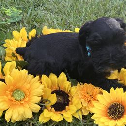 Miniature Schnauzers from Marley’s Babies