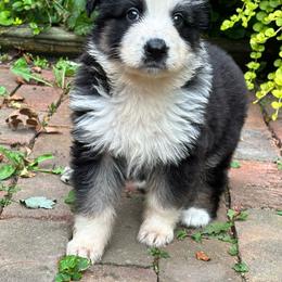 Panda 1 - Panda female German Shepherd puppy in Lordstown, Ohio from Jewels German Shepherd