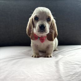 Donna - Red and white female Basset Hound puppy in Powell, Tennessee from KP Pugs & Boston Terriers