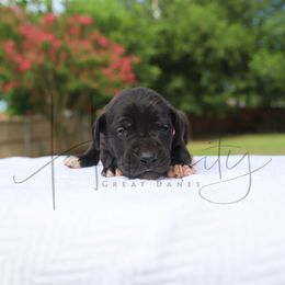 Pearl - Black female Great Dane puppy in Denison, Texas from Hundeity Great Danes